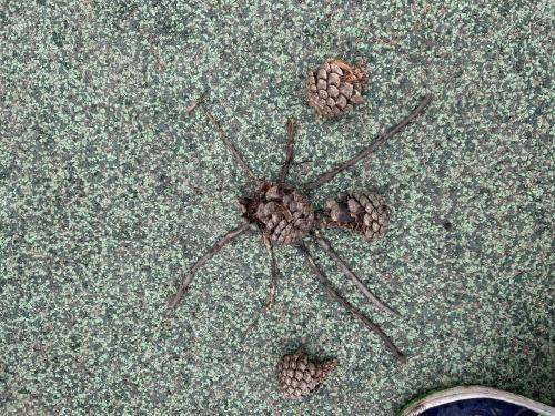 Myšky - Ve světě hmyzu